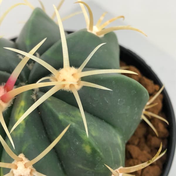 園芸ネット本店｜フェロカクタス：赤城錦 3号鉢植え の通販【公式】