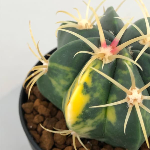 園芸ネット本店｜フェロカクタス：赤城錦 3号鉢植え の通販【公式】