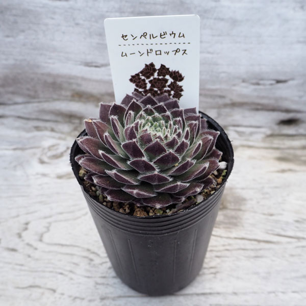園芸ネット本店｜センペルビウム：ムーンドロップス6.5cmポット の通販