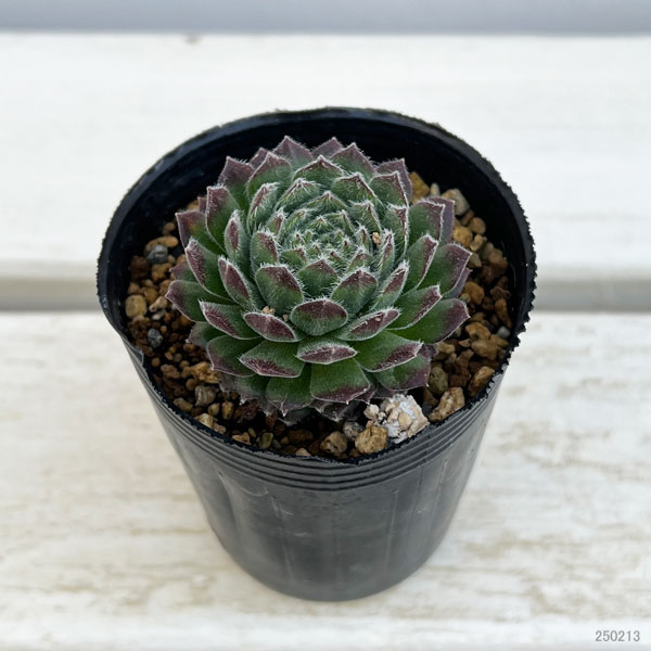 センペルビウム　サンドロップ 園芸ネット本店｜センペルビウム：ムーンドロップス6.5cmポット の通販