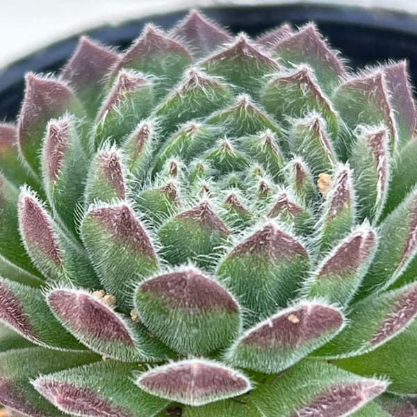 園芸ネット本店｜センペルビウム：ムーンドロップス6.5cmポット の通販