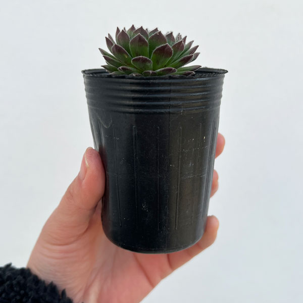 園芸ネット本店｜センペルビウム：ムーンドロップス6.5cmポット の通販