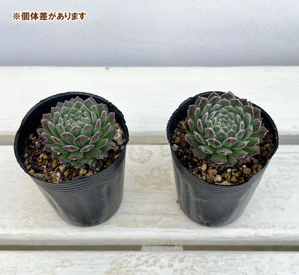 園芸ネット本店｜センペルビウム：ムーンドロップス6.5cmポット の通販