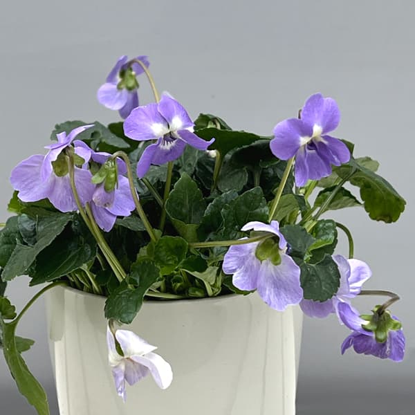 （わけあり特価）パルマスミレ：パピリオ3.5号ポット