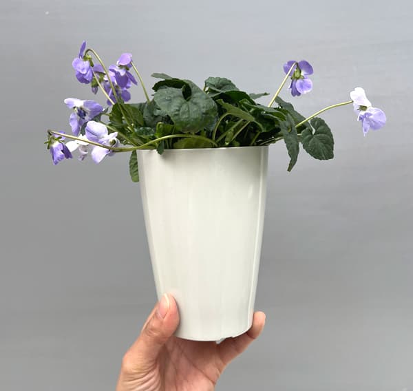 （わけあり特価）パルマスミレ：パピリオ3.5号ポット