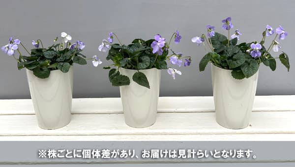（わけあり特価）パルマスミレ：パピリオ3.5号ポット