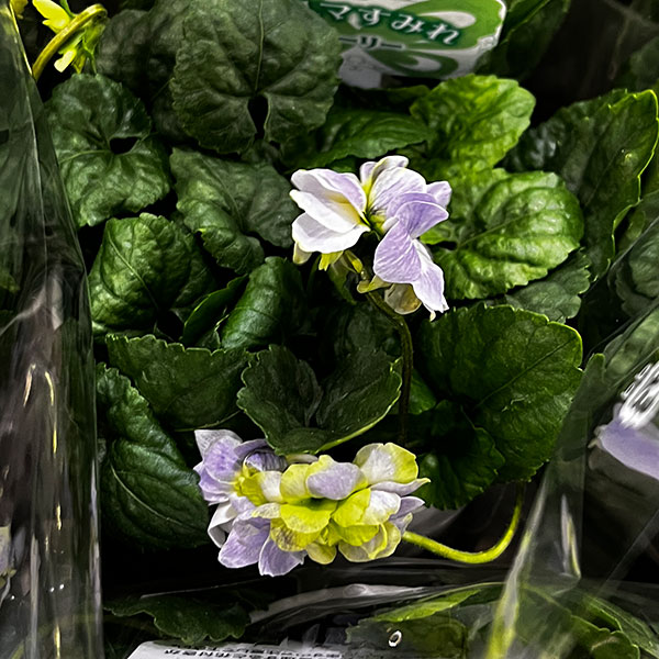 パルマスミレ：モーリー3.5号ポット