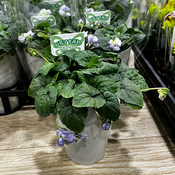 パルマスミレ：モーリー3.5号ポット