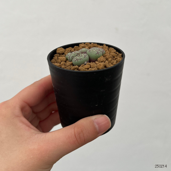 コノフィツム：清姫　2.5号ポット