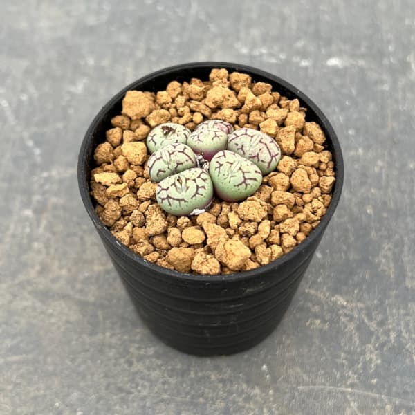 コノフィツム：清姫　2.5号ポット