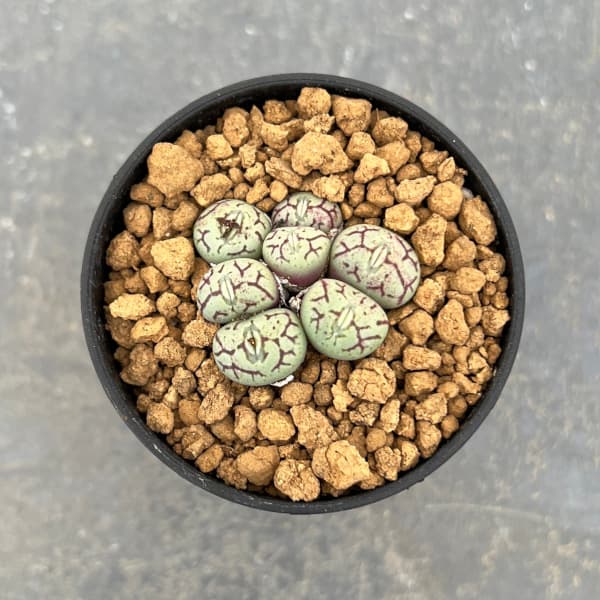 コノフィツム：清姫　2.5号ポット