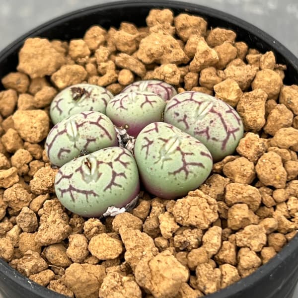 コノフィツム：清姫　2.5号ポット