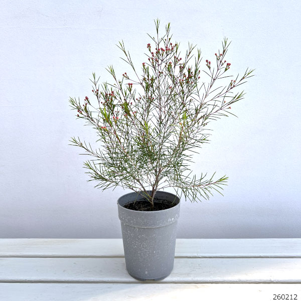 ワックスフラワー：パープルレイン4号ポット