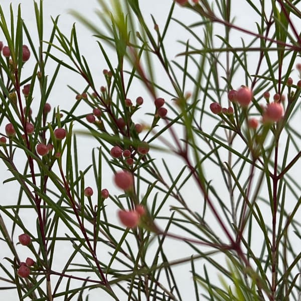 ワックスフラワー：パープルレイン4号ポット