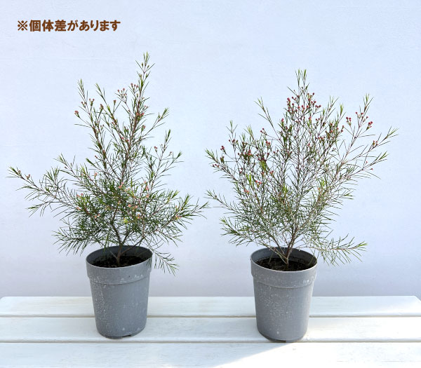 ワックスフラワー：パープルレイン4号ポット