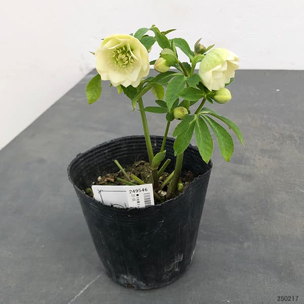 園芸ネット本店｜大和園さんのクリスマスローズ：25-05ダブル4.5号