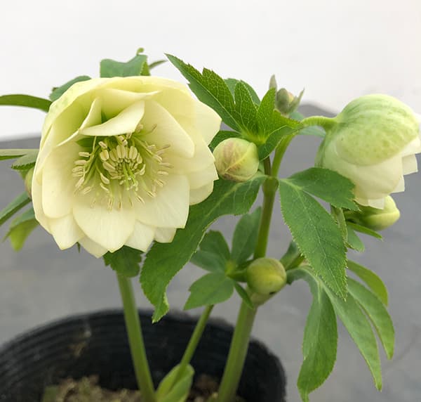 園芸ネット本店｜大和園さんのクリスマスローズ：25-05ダブル4.5号