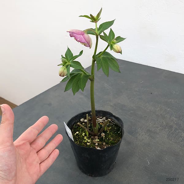 園芸ネット本店｜大和園さんのクリスマスローズ：25-10セミダブル4.5号