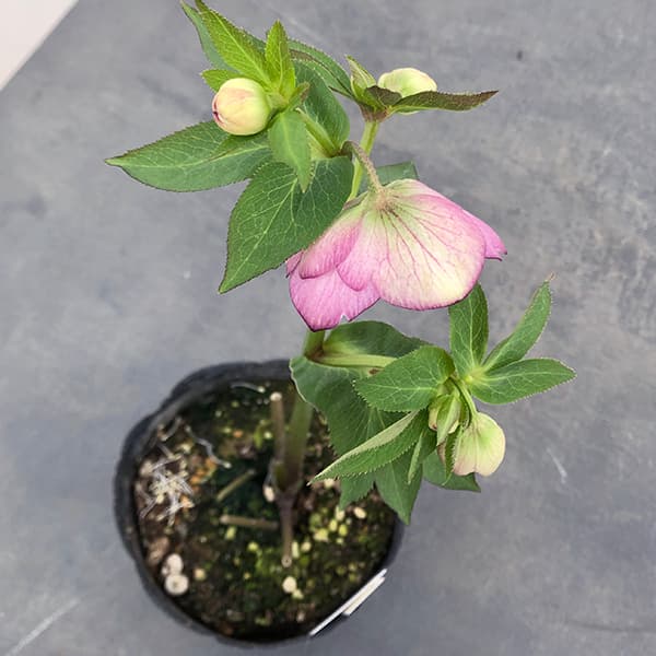 園芸ネット本店｜大和園さんのクリスマスローズ：25-10セミダブル4.5号