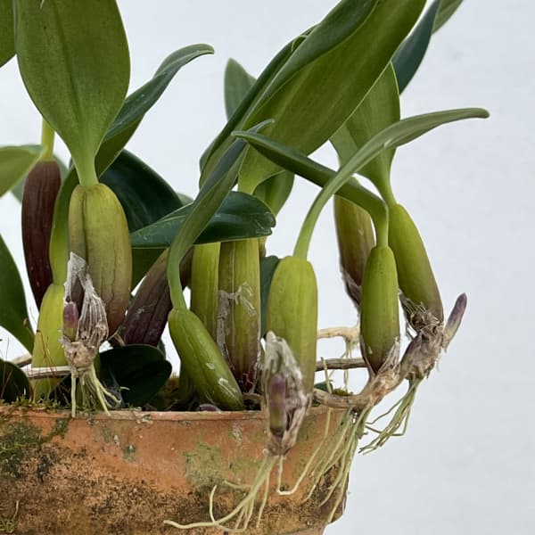 バルボフィラム:アンボロシア ヤマハル 3号鉢植え