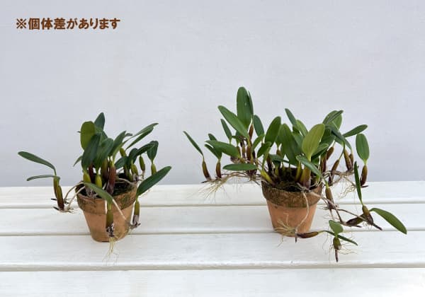 バルボフィラム:アンボロシア ヤマハル 3号鉢植え