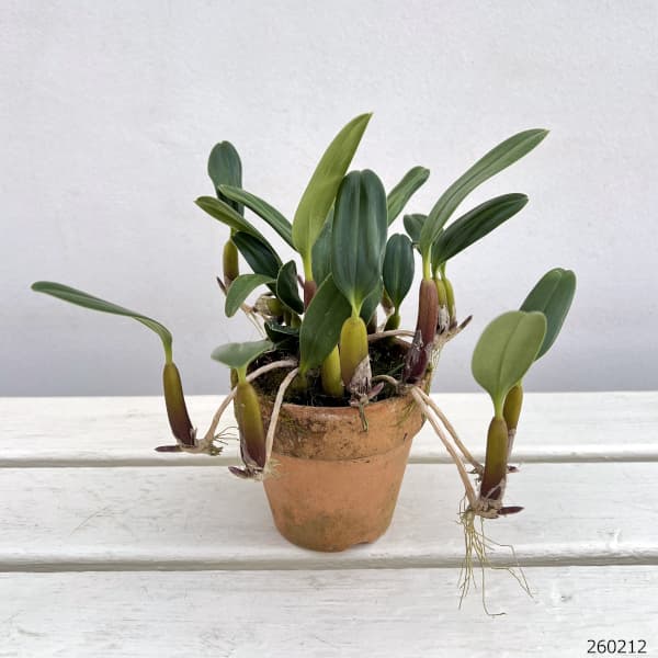 バルボフィラム:アンボロシア ヤマハル 3号鉢植え