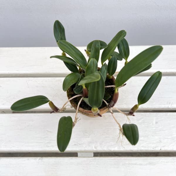 バルボフィラム:アンボロシア ヤマハル 3号鉢植え