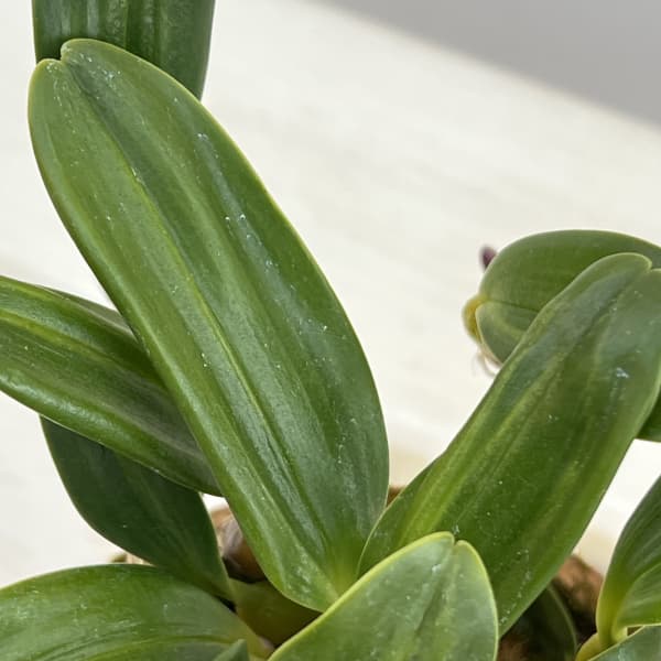 バルボフィラム:アンボロシア ヤマハル 3号鉢植え