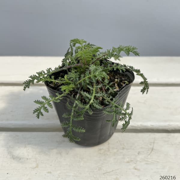 カモミール:オレンジカモミール 3号ポット