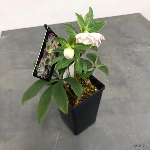 園芸ネット本店｜クリスマスローズ：セレクトダブル25-47多弁／1.5L