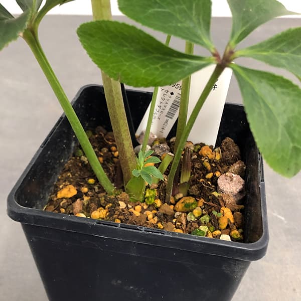 園芸ネット本店｜クリスマスローズ：セレクトダブル25-47多弁／1.5L