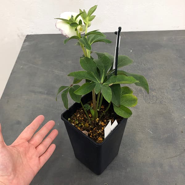 園芸ネット本店｜クリスマスローズ：セレクトダブル25-47多弁／1.5L