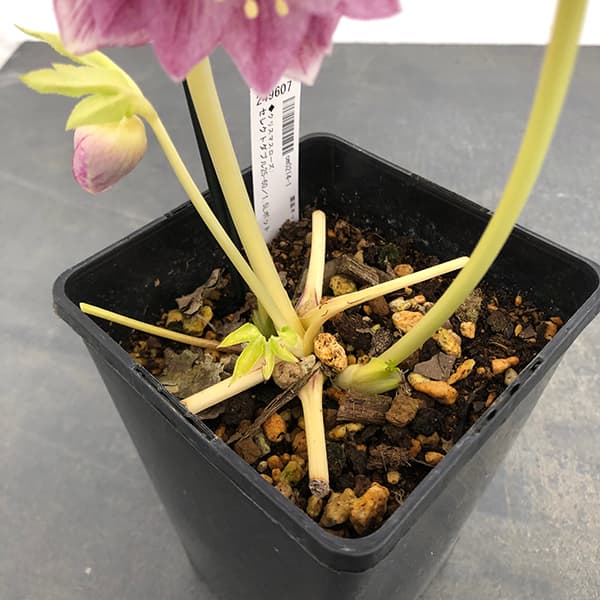 ㉕-17クリスマスローズ 【公式通販】