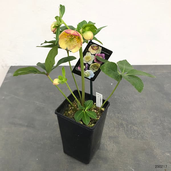 クリスマスローズ：セレクトセミダブル25-14／1.5Lポット（開花