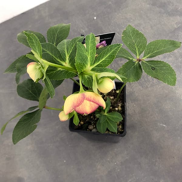 ✱RIKO✱　クリスマスローズ クリスマスローズ：セレクトセミダブル25-14／1.5Lポット（開花