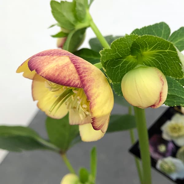 ✱RIKO✱　クリスマスローズ クリスマスローズ：セレクトセミダブル25-14／1.5Lポット（開花