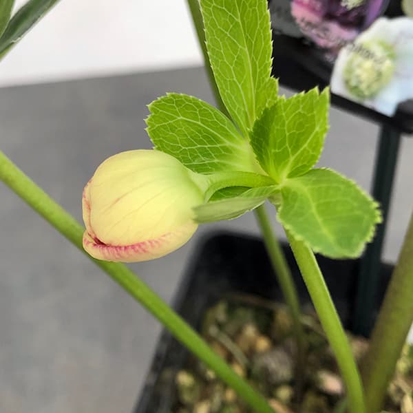 園芸ネット本店｜クリスマスローズ：セレクトセミダブル25-14／1.5L