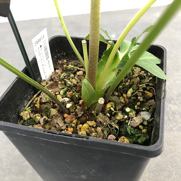 クリスマスローズ：セレクトセミダブル25-14／1.5Lポット（開花