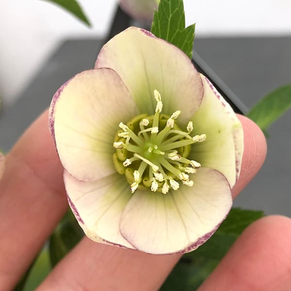 園芸ネット本店｜クリスマスローズ：セレクトシングル25-12／1.5L