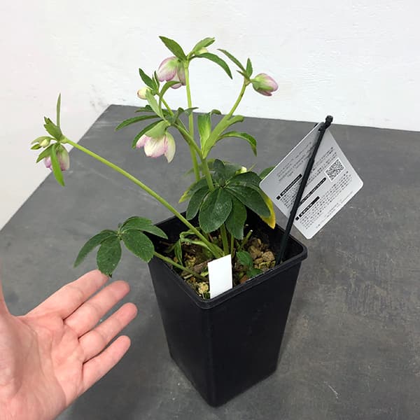 園芸ネット本店｜クリスマスローズ：セレクトシングル25-12／1.5L