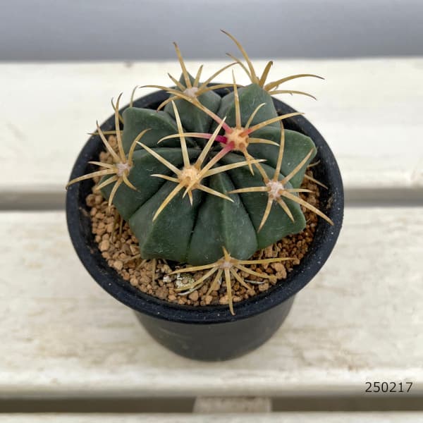 【現品】サボテン：フェロカクタス・サンタマリア　６号　KM番 多肉植物・サボテン販売～PICO庵～ / フェロカクタス属 サンタ