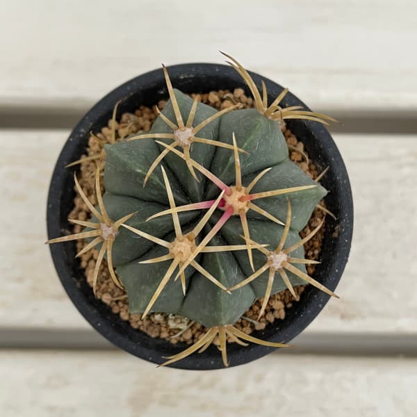 園芸ネット本店｜フェロカクタス：天城 3号鉢植え の通販【公式】