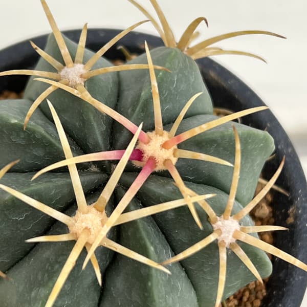 フェロカクタス：天城 3号鉢植え の通販 | 園芸ネット