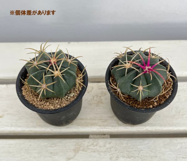 【現品】サボテン：フェロカクタス・サンタマリア　6号　1番 現品】サボテン：フェロカクタス・サンタマリア 6号 KM番