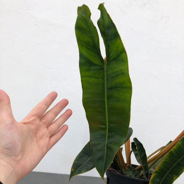 フィロデンドロン：ビレッティア　 5号鉢植え