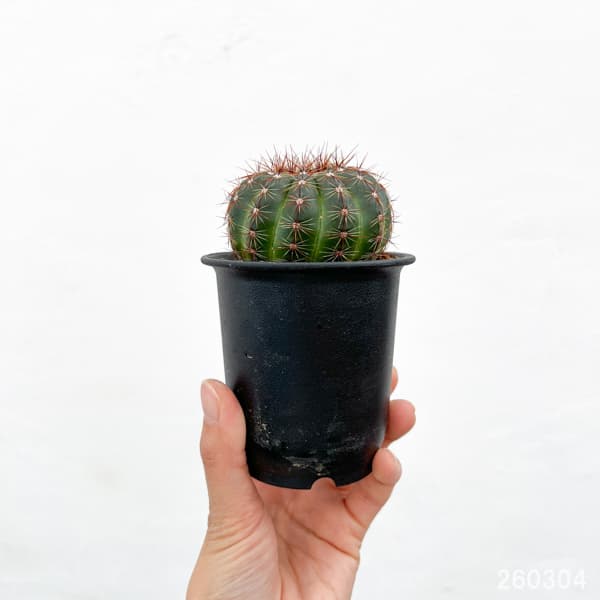 ノトカクタス（パロディア）：青王丸（セイオウマル）3号鉢植え