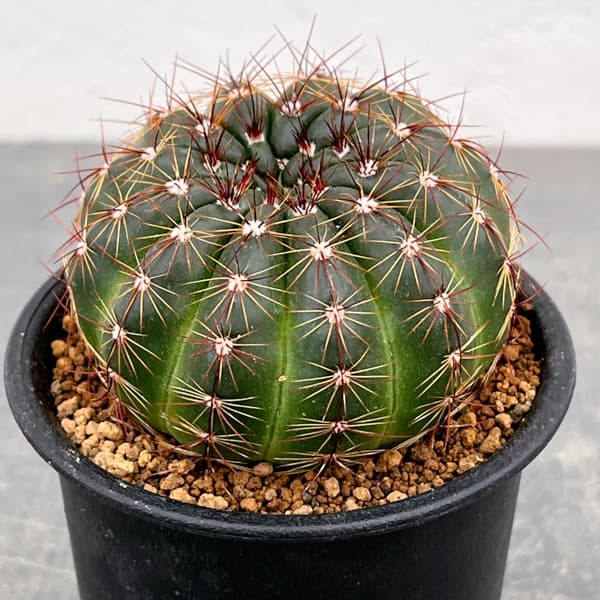 ノトカクタス（パロディア）：青王丸（セイオウマル）3号鉢植え