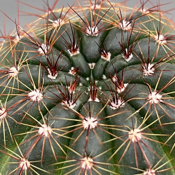 ノトカクタス（パロディア）：青王丸（セイオウマル）3号鉢植え