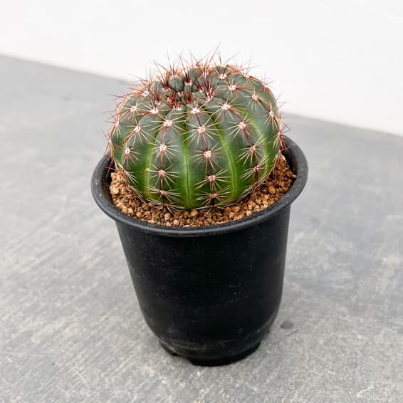 ノトカクタス（パロディア）：青王丸（セイオウマル）3号鉢植え