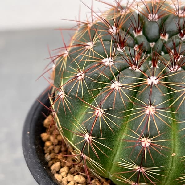 ノトカクタス（パロディア）：青王丸（セイオウマル）3号鉢植え